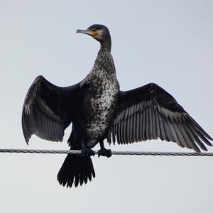 Great Cormorant