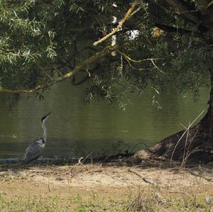 Grey Heron