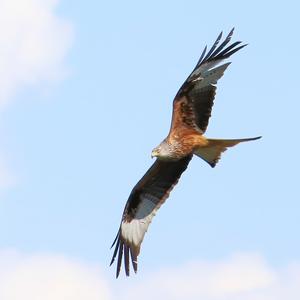 Red Kite