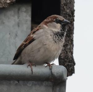 House Sparrow