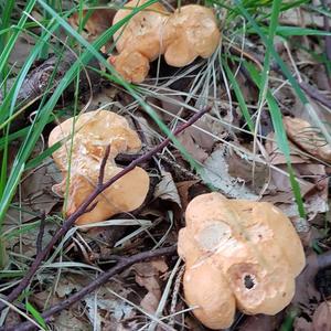 Hedgehog Fungus, Common