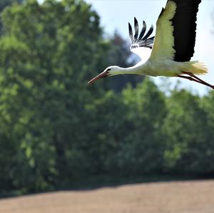 White Stork