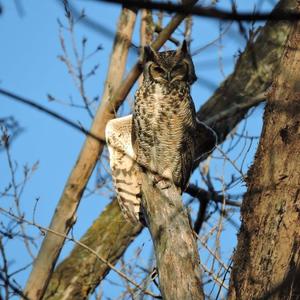 Great Horned Owl