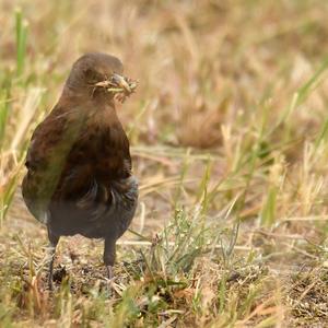 Eurasian Blackbird