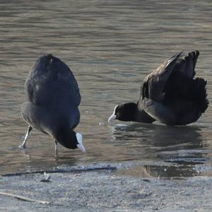 Common Coot