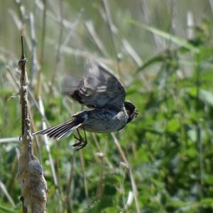 Reed Bunting