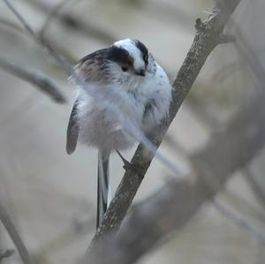 Long-tailed Tit