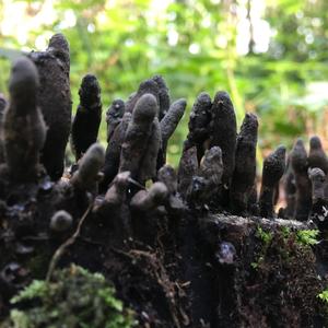 Dead Man`s Fingers