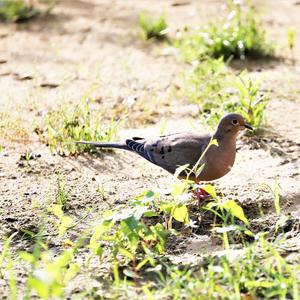 Mourning Dove