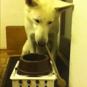 Berger Blanc Suisse