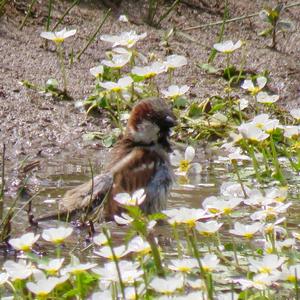 House Sparrow