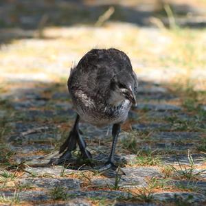 Common Coot