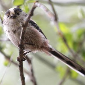 Long-tailed Tit