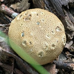 Pigskin Poison Puffball