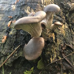 Oyster Mushroom