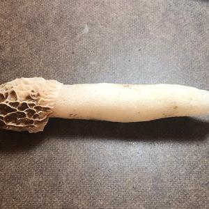 Half-free Morel