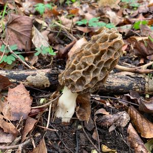 Yellow Morel