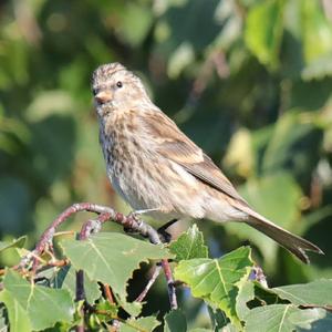 Common Redpoll