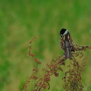 European stonechat