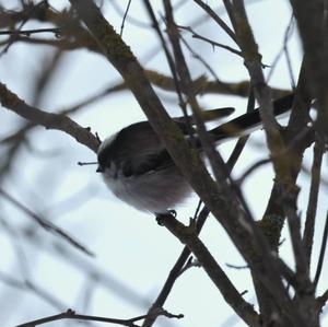 Long-tailed Tit