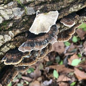 Turkey-tail