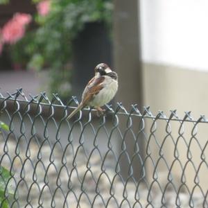 House Sparrow