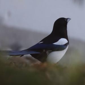 Black-billed Magpie