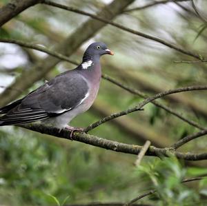 Common Wood-pigeon