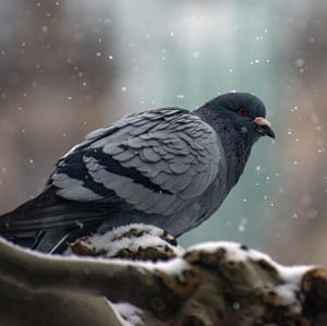 Rock Pigeon