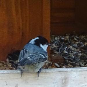 Coal Tit