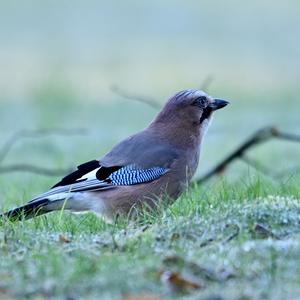 Eurasian Jay