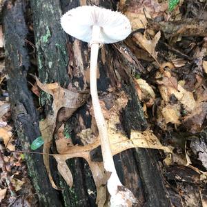 Shaggy Parasol