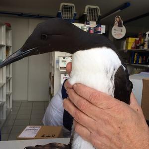 Common Guillemot