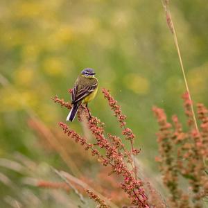 Yellow Wagtail