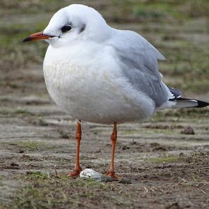 Black-headed Gull