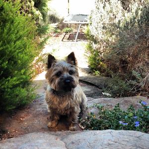 Cairn Terrier