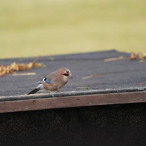 Eurasian Jay