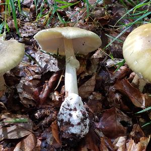 Death Cap