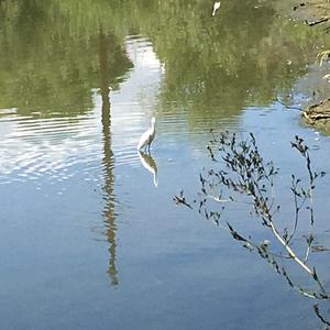 Snowy Egret