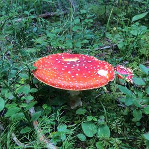 Fly Agaric