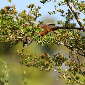 Great Lizard-cuckoo