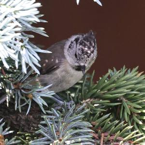 Crested Tit