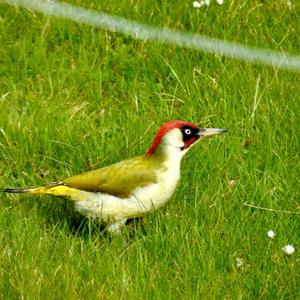 Eurasian Green Woodpecker