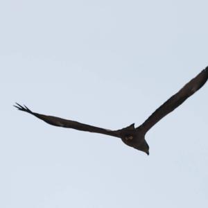 Black Kite