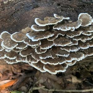 Turkey-tail