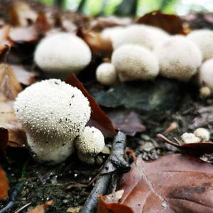 Pestle-shaped Puffball