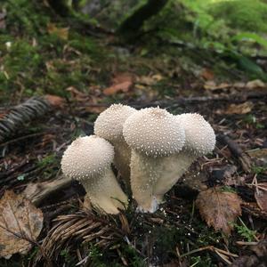 Gem-studded Puffball