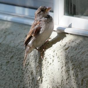 House Sparrow