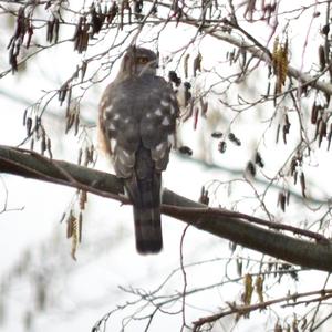 Eurasian Sparrowhawk