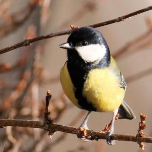 Great Tit